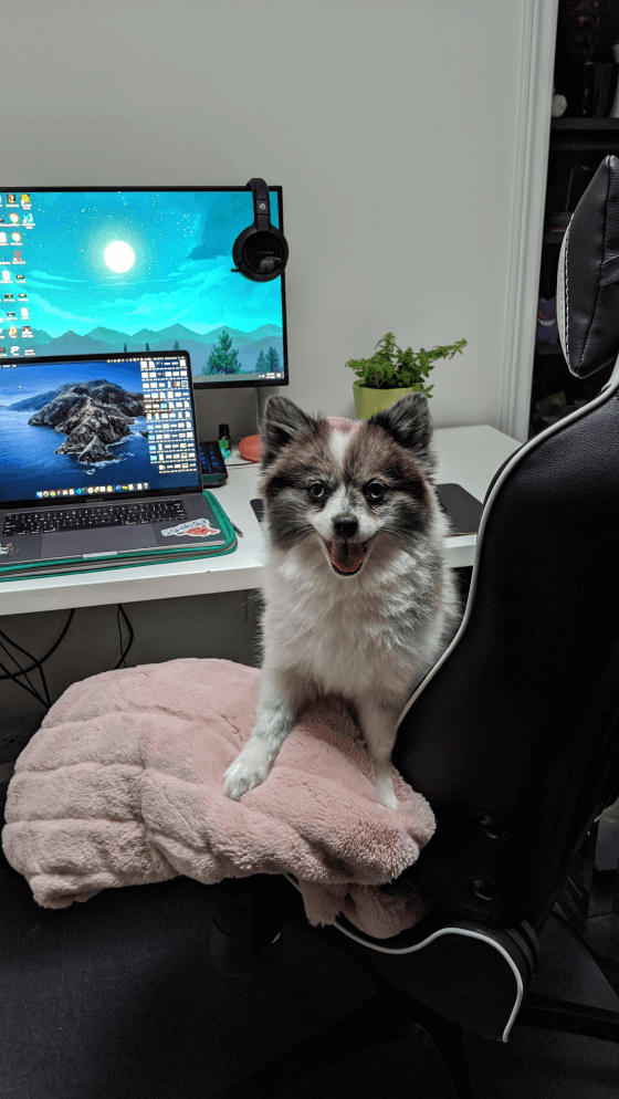 Pepper the Pomeranian sitting happily on office chair