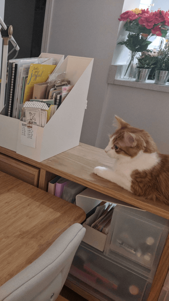 Yuzu the cat perching on a bookshelf