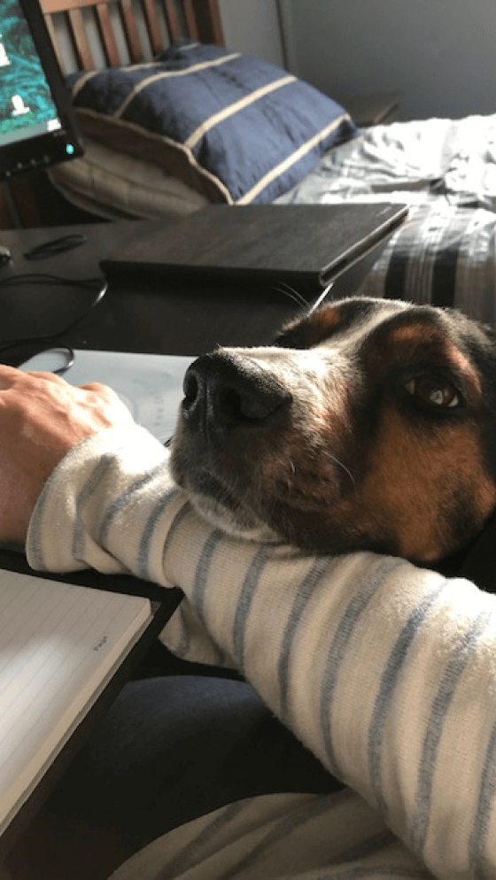 Bailey the hound dog resting his chin on owner’s arm as she works
