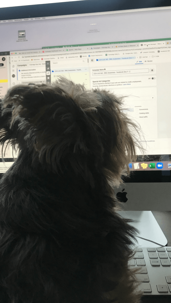 Valentino the Yorkie facing a computer monitor